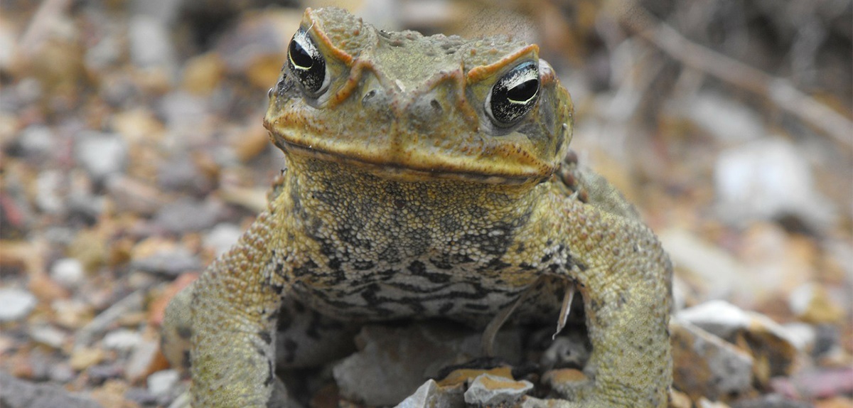 cane-toad-crop